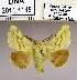  (Malacosoma castrense thomalae - 2011.1145)  @14 [ ] Unspecified (default): All Rights Reserved  2011.1145 Unspecified