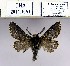  (Poecilocampa nilsinjaevi - 2011.1051)  @13 [ ] Unspecified (default): All Rights Reserved  2011.1051 Unspecified