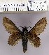  (Gastropacha horishana - 2011.2286)  @14 [ ] Unspecified (default): All Rights Reserved  2011.2286 Unspecified