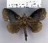  (Kunugia latipennis - 2011.2356)  @15 [ ] Unspecified (default): All Rights Reserved  2011.2356 Unspecified