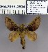  (Isostigena ocellata - 2011.2804)  @13 [ ] Unspecified (default): All Rights Reserved  2011.2804 Unspecified
