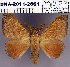  (Odonestis bheroba - 2011.2861)  @15 [ ] Unspecified (default): All Rights Reserved  2011.2861 Unspecified