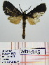  (Metarctia sp - Str-315)  @14 [ ] Unspecified (default): All Rights Reserved  Unspecified Unspecified