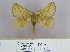  (Euthrix tangi - 2011.179)  @14 [ ] Unspecified (default): All Rights Reserved  Unspecified Unspecified