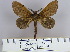  (Kunugia lineata dark - 2011.298)  @14 [ ] Unspecified (default): All Rights Reserved  Unspecified Unspecified