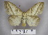  (Philotherma pr. montibia - 2011.419)  @15 [ ] Unspecified (default): All Rights Reserved  Unspecified Unspecified