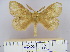  (Philotherma rosa natalica - 2011.424)  @12 [ ] Unspecified (default): All Rights Reserved  Unspecified Unspecified