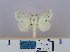  (Beralade bistrigata - 2011.431)  @13 [ ] Unspecified (default): All Rights Reserved  Unspecified Unspecified