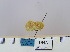  (Laeliopsis sp - 2011.435)  @12 [ ] Unspecified (default): All Rights Reserved  Unspecified Unspecified