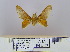  (Theophasida obusta - 2011.469)  @12 [ ] Unspecified (default): All Rights Reserved  Unspecified Unspecified