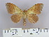  (Odonestis kama - 2011.478)  @11 [ ] Unspecified (default): All Rights Reserved  Unspecified Unspecified