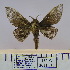  (Pachymetana sp - 2011.518)  @14 [ ] Unspecified (default): All Rights Reserved  Unspecified Unspecified