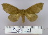  (Gonobombyx angulata - 2011-642)  @14 [ ] Unspecified (default): All Rights Reserved  Unspecified Unspecified