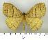  (Palirisa lineata - EUPT-DR-04)  @13 [ ] Unspecified (default): All Rights Reserved  Unspecified Unspecified