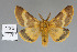  (Lemonia dumi - 2011.53)  @15 [ ] Unspecified (default): All Rights Reserved  Unspecified Unspecified