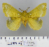  (Mimopacha capella - LAS-DR-74)  @14 [ ] Unspecified (default): All Rights Reserved  Unspecified Unspecified