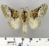  (Schaussina - LAS-DR-63)  @14 [ ] Unspecified (default): All Rights Reserved  Unspecified Unspecified