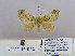  (Odontopacha fenestrata - BOMBC-11-041)  @14 [ ] CreativeCommons - Attribution Non-Commercial Share-Alike (2015) Unspecified SNSB, Zoologische Staatssammlung Muenchen