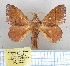  (Odonestis leopoldi - LBEOW-76)  @15 [ ] Unspecified (default): All Rights Reserved  Unspecified Unspecified