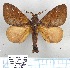  (Paralebeda pluto - LBEOW-78)  @13 [ ] Unspecified (default): All Rights Reserved  Unspecified Unspecified