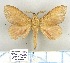  (Kunugia pippae - LBEOW-92)  @14 [ ] Unspecified (default): All Rights Reserved  Unspecified Unspecified