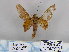  (Theophasida seraphim - 06456-2010-23)  @12 [ ] Unspecified (default): All Rights Reserved  Unspecified Unspecified