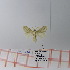  (Beralade sp. 7 - Str-009)  @13 [ ] Unspecified (default): All Rights Reserved  Unspecified Unspecified