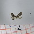  (Epicnapteroides fuliginosa - Str-036)  @13 [ ] Unspecified (default): All Rights Reserved  Unspecified Unspecified