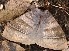 ( - VZ-EUPTER-1)  @13 [ ] Unspecified (default): All Rights Reserved  Unspecified Unspecified