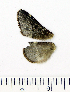  (Poecilocampa populli - VZ-LASIO-142)  @11 [ ] Unspecified (default): All Rights Reserved  Unspecified Unspecified