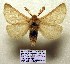  (Lemonia ballioni - 2011.46)  @15 [ ] Unspecified (default): All Rights Reserved  Unspecified Unspecified