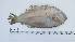  ( - SYC-LB-2)  @11 [ ] Unspecified (default): All Rights Reserved (2024) INRH, Morocco INRH, Morocco