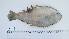  ( - SYU-LB-1)  @11 [ ] Unspecified (default): All Rights Reserved (2024) INRH, Morocco INRH, Morocco