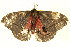  ( - BIOUG01333-A03)  @12 [ ] CreativeCommons - Attribution (2011) CBG Photography Group Centre for Biodiversity Genomics