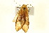  ( - BIOUG01333-A10)  @12 [ ] CreativeCommons - Attribution (2011) CBG Photography Group Centre for Biodiversity Genomics