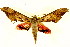  ( - BIOUG01333-B02)  @12 [ ] CreativeCommons - Attribution (2011) CBG Photography Group Centre for Biodiversity Genomics