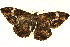  ( - BIOUG01333-C06)  @14 [ ] CreativeCommons - Attribution (2011) CBG Photography Group Centre for Biodiversity Genomics