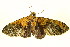  ( - BIOUG01333-F10)  @12 [ ] CreativeCommons - Attribution (2011) CBG Photography Group Centre for Biodiversity Genomics