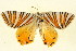  ( - BIOUG01333-G05)  @12 [ ] CreativeCommons - Attribution (2011) CBG Photography Group Centre for Biodiversity Genomics