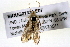  (Schacontia Solis01 - BIOUG01334-E07)  @12 [ ] CreativeCommons - Attribution (2011) CBG Photography Group Centre for Biodiversity Genomics
