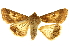  (Helicoverpa armigera - DSJ-11-001)  @15 [ ] CreativeCommons - Attribution (2011) CBG Photography Group Centre for Biodiversity Genomics