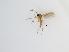  (Corynoptera sp. 1_TM - TMM-1189-2)  @11 [ ] CreativeCommonsAttribution Non-Commercial (2018) Unspecified Zhejiang A&F University