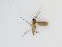  (Cratyna sp. 3_TM - TMM-809-2)  @11 [ ] CreativeCommonsAttribution Non-Commercial (2018) Unspecified Zhejiang A&F University