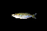  ( - KAD-HH2.2)  @11 [ ] CreativeCommons  Attribution Non-Commercial Share-Alike (2016) Laurent POUYAUD IRD