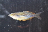  ( - KAD-Suc1.2)  @11 [ ] CreativeCommons  Attribution Non-Commercial Share-Alike (2016) Laurent POUYAUD IRD