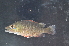  ( - KAD-Tgr2.2)  @11 [ ] CreativeCommons  Attribution Non-Commercial Share-Alike (2016) Laurent POUYAUD IRD