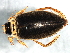  (Colymbetes dolabratus - 10PROBE-27036)  @14 [ ] CreativeCommons - Attribution (2010) CBG Photography Group Centre for Biodiversity Genomics