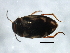  (Hydroporus appalachius - 10PROBE-27047)  @13 [ ] CreativeCommons - Attribution (2010) CBG Photography Group Centre for Biodiversity Genomics