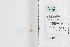  ( - LEP88319)  @11 [ ] by-nc (2022) Unspecified Florida Museum of Natural History, McGuire Center for Lepidoptera and Biodiversity