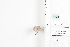  ( - LEP84852)  @11 [ ] by-nc (2022) Unspecified Florida Museum of Natural History, McGuire Center for Lepidoptera and Biodiversity